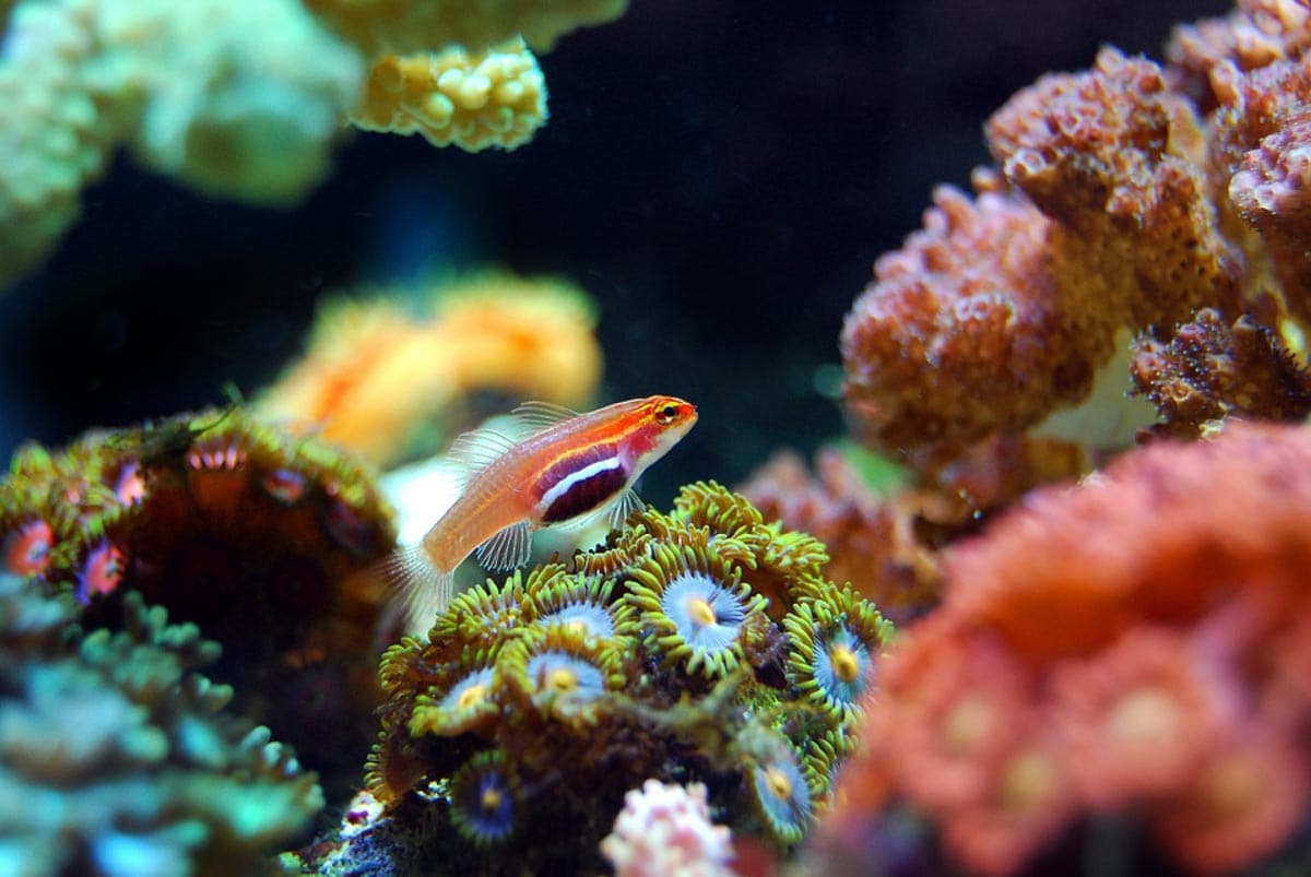 -1-A Diver’s Guide to Mabul Island