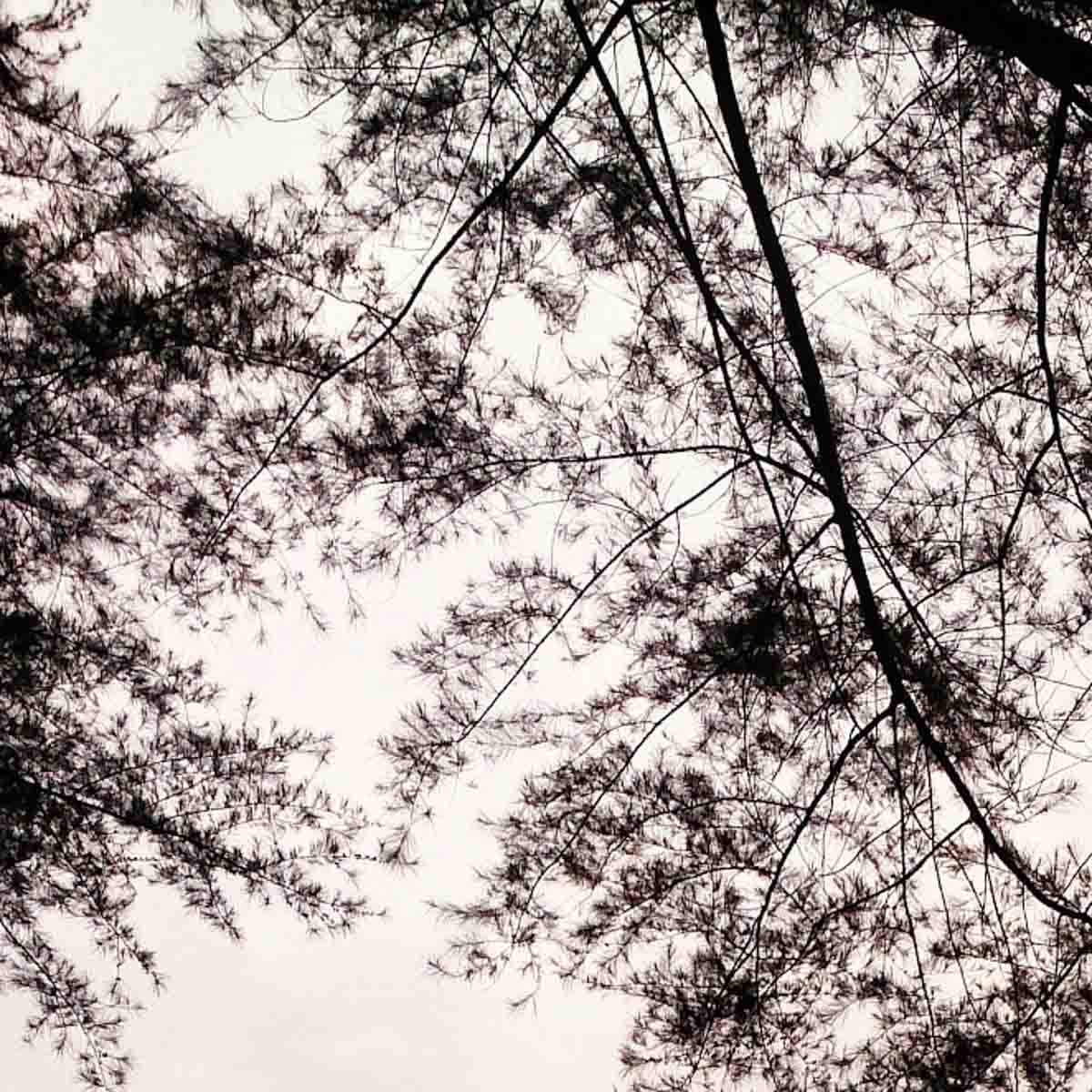 Forest Research Institute of Malaysia