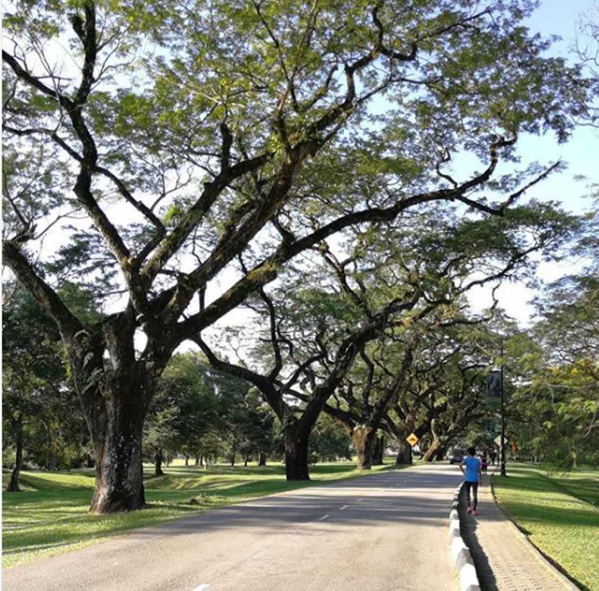 Taiping lake gardens