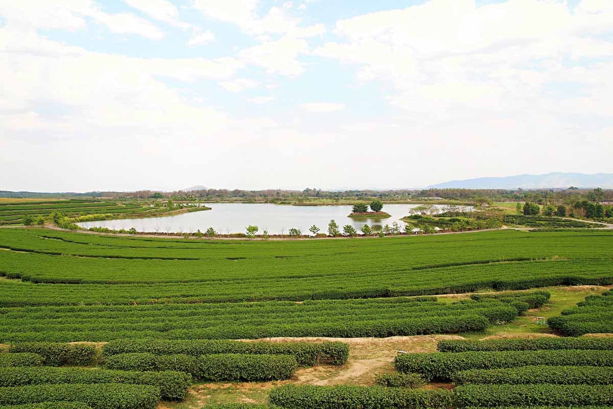 Chiang Rai