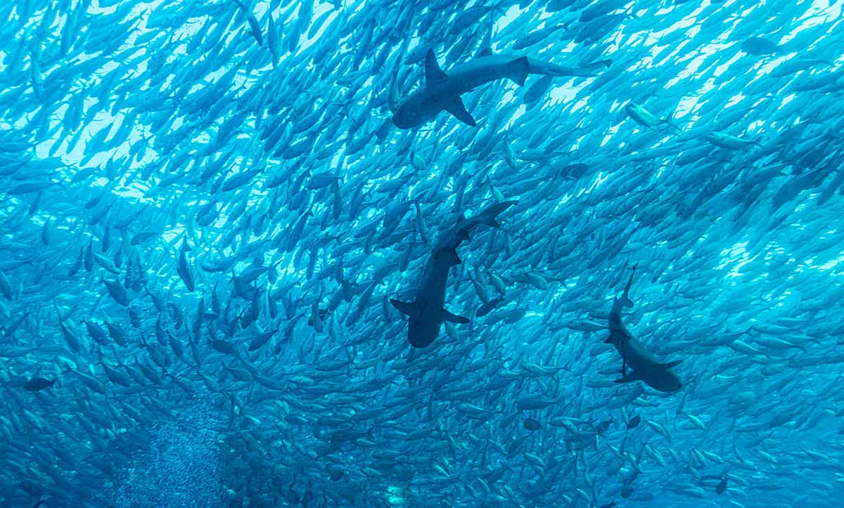 Sipadan Island, Borneo