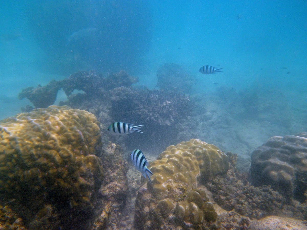 scuba diving