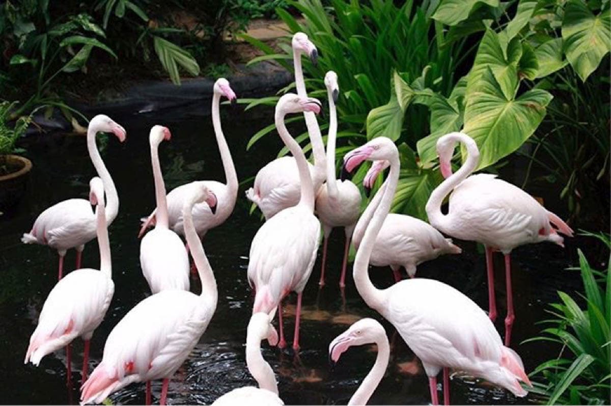 Langkawi Wildlife Park