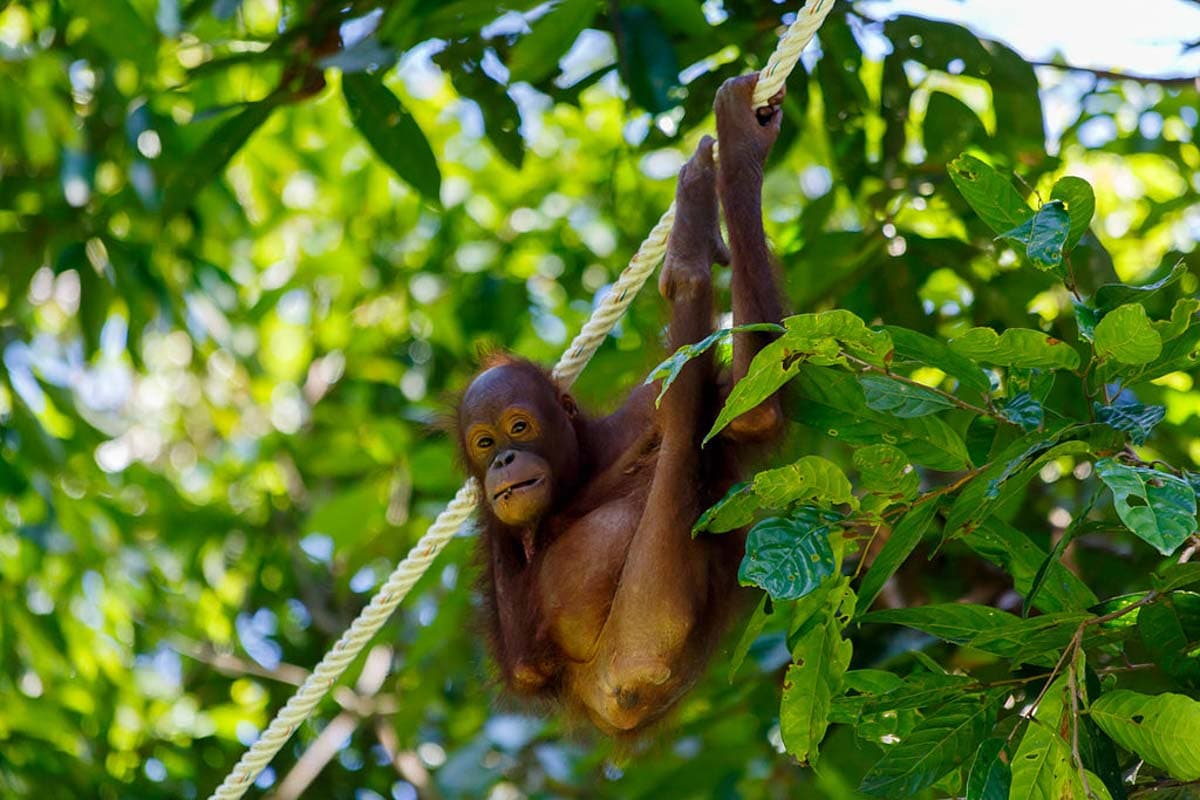 Sepilok Orang Utan Rehabilitation Centre