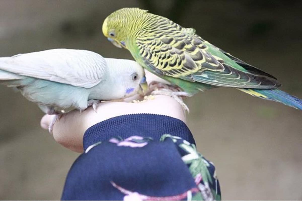 Langkawi Wildlife Park