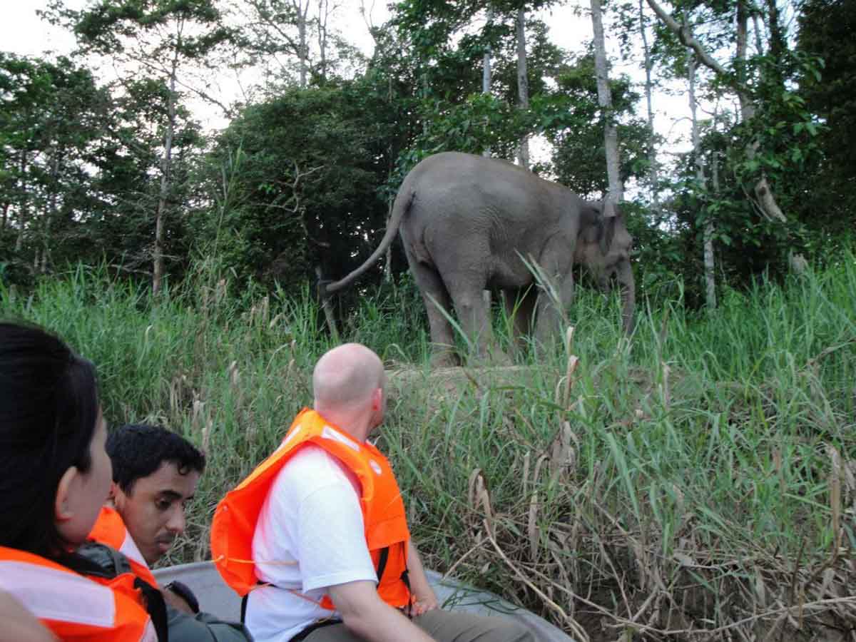 Kinabatangan River