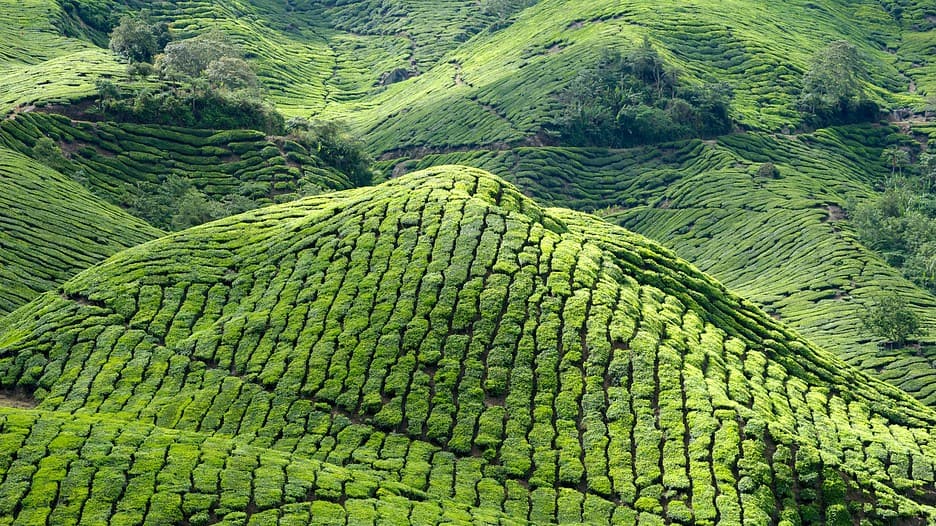 Cameron-Highlands-44004