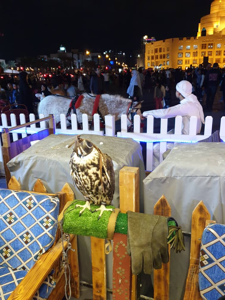 falcon souk resting at night