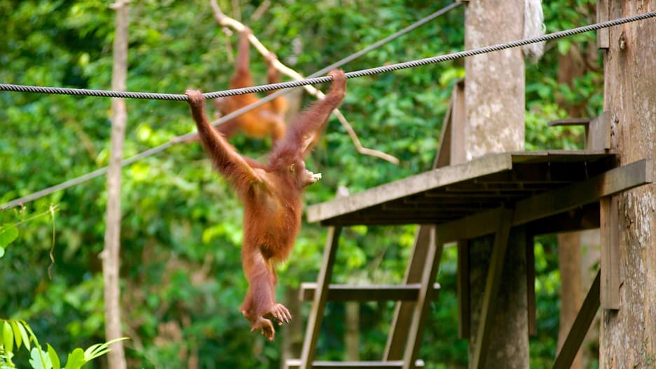 Orangutan Sanctuary in Sandakan