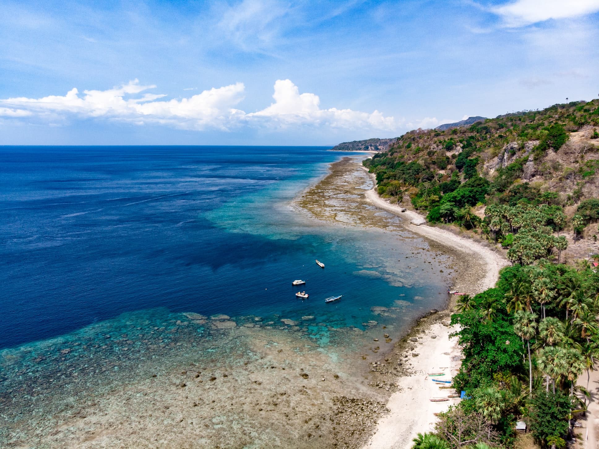 aerial shot of beach with trees