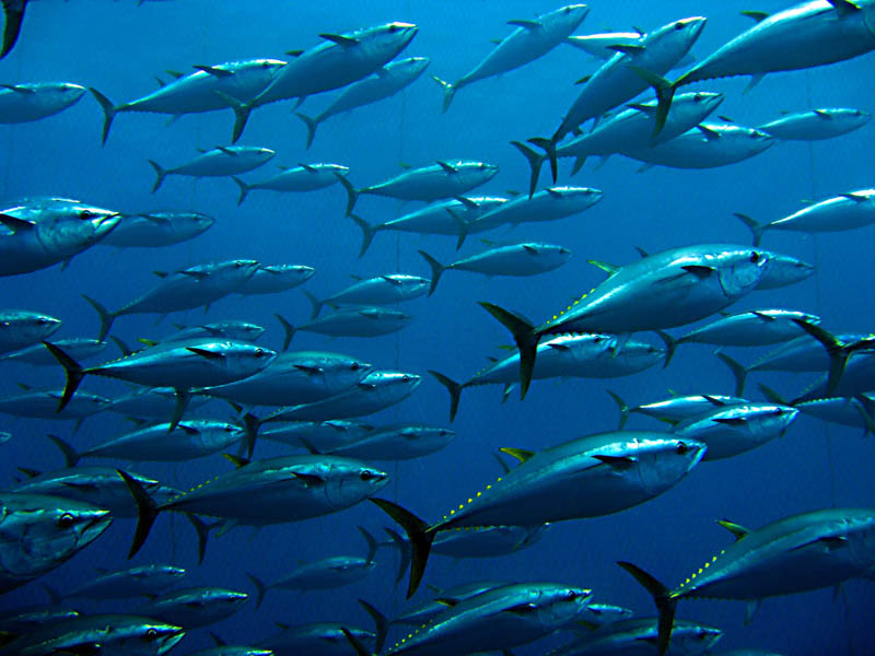 Swim with Bluefin Tuna - Bucket LIst Ideas
