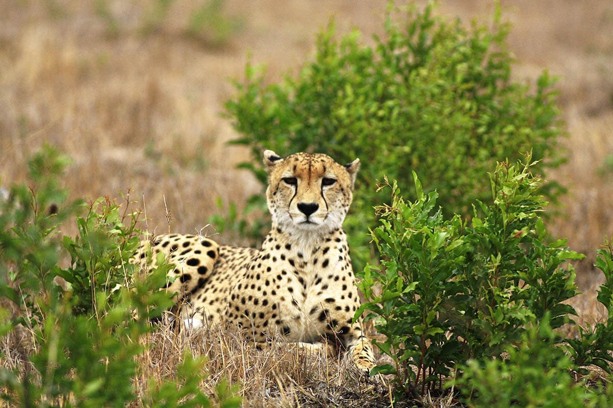 wild cheetahs hwange national park zimbabwe