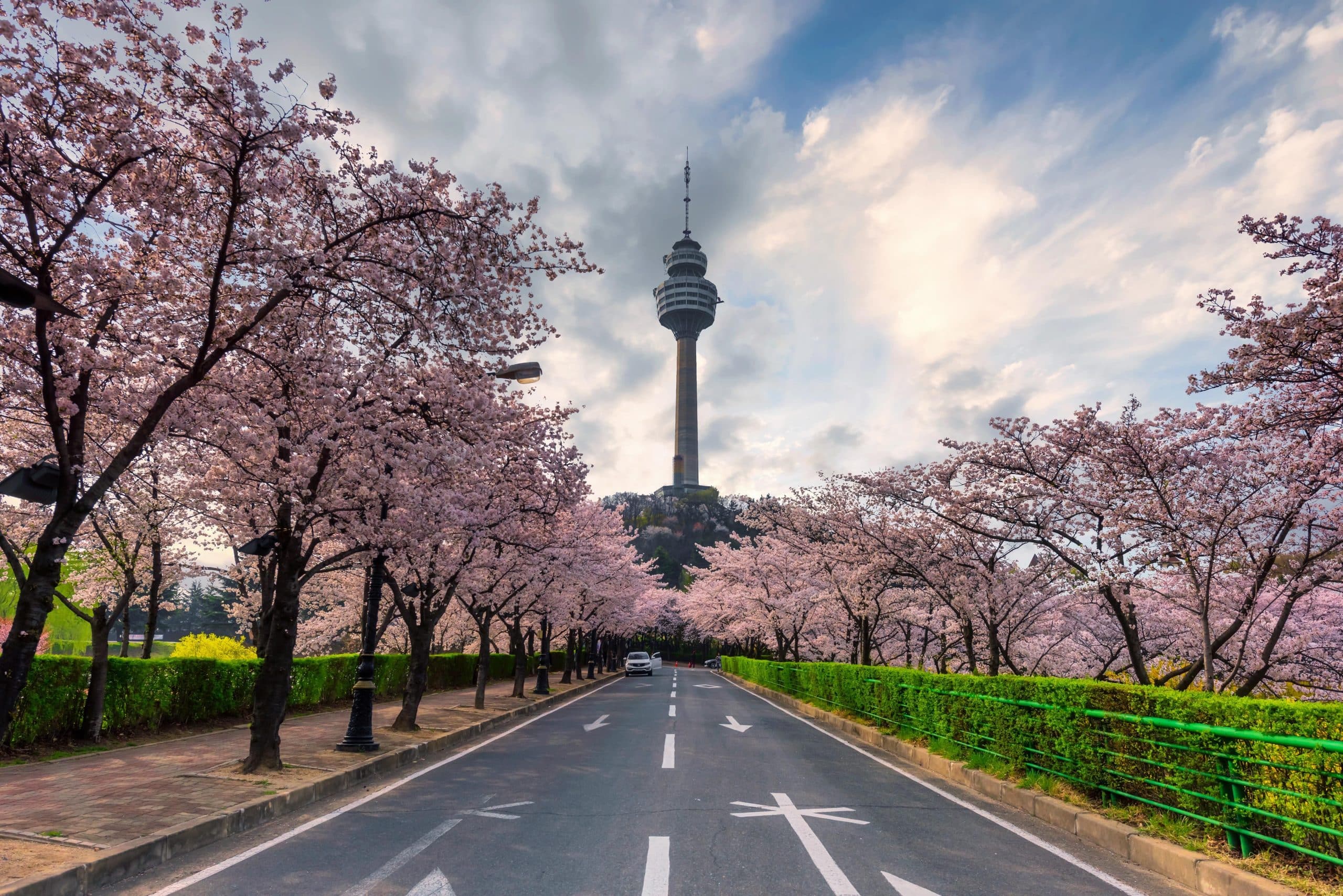 street lined with cherry blossom trees