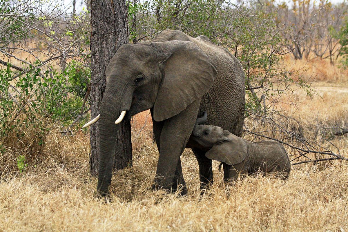 wild elephants hwange national park zimbabwe