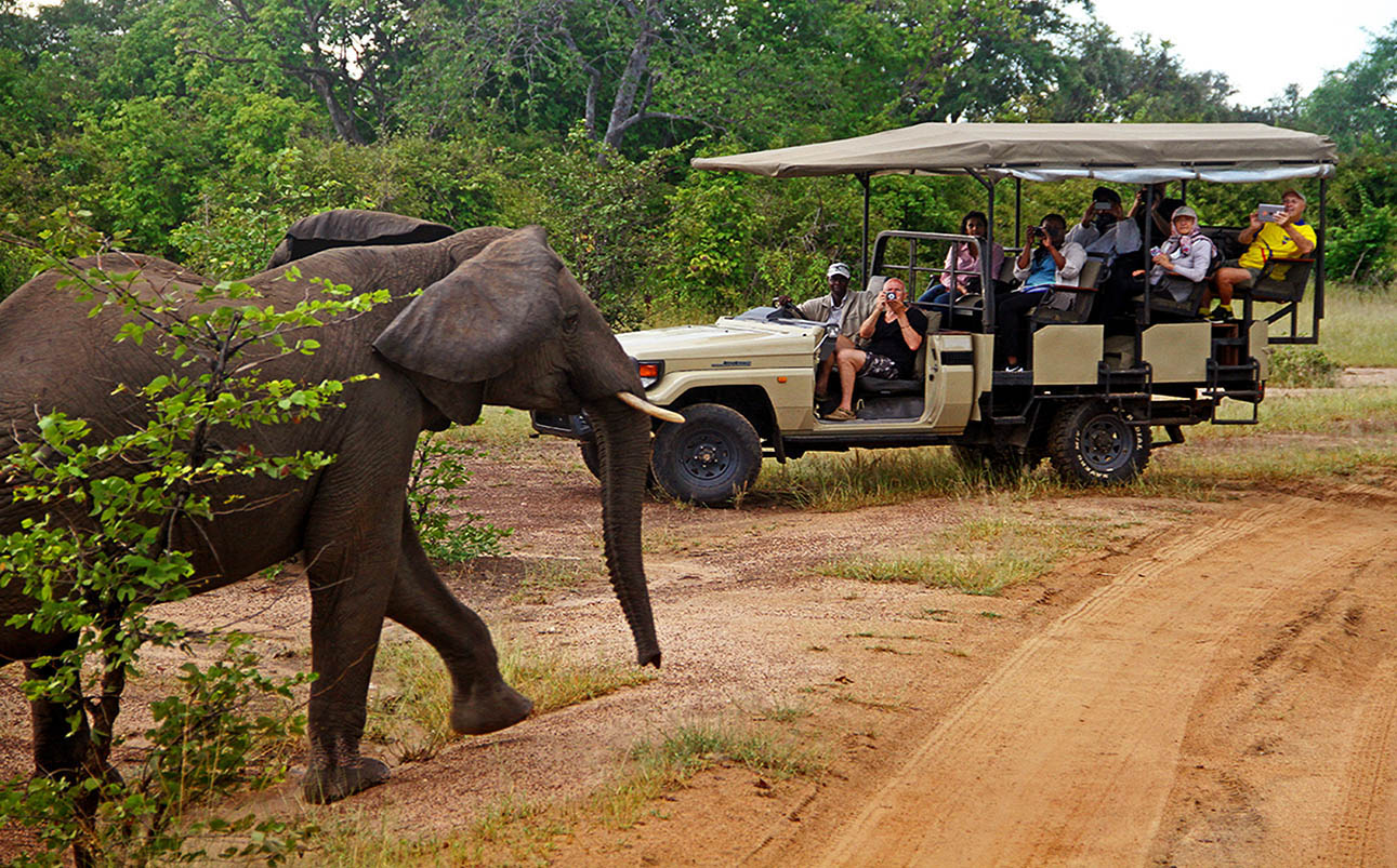 wild elephants on a game safari in South Luangwa National Park