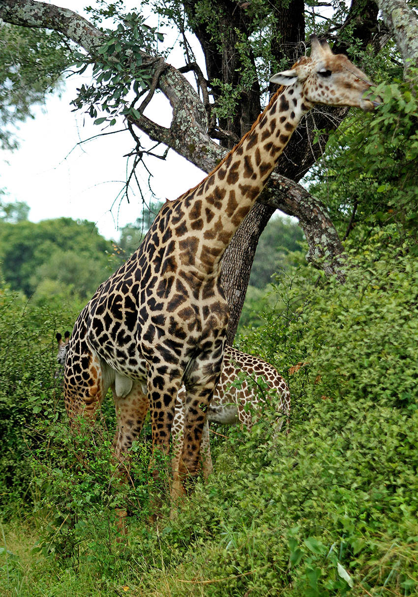 Thornicroft’s Giraffe in South Luangwa Valley.