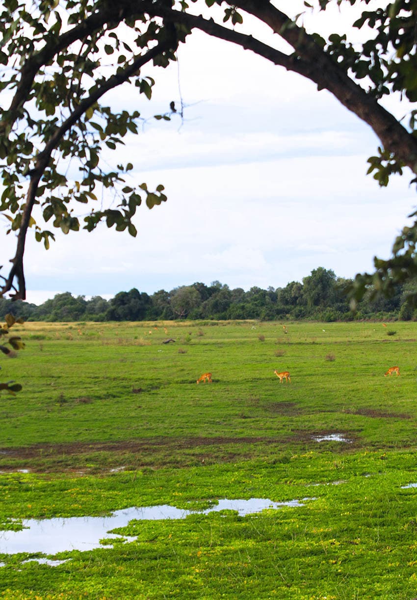 Animalson Impala graze in floodplain Luangwa River