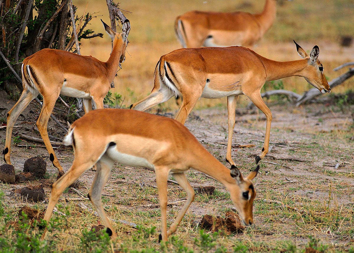 impalas hwange zimbabwe