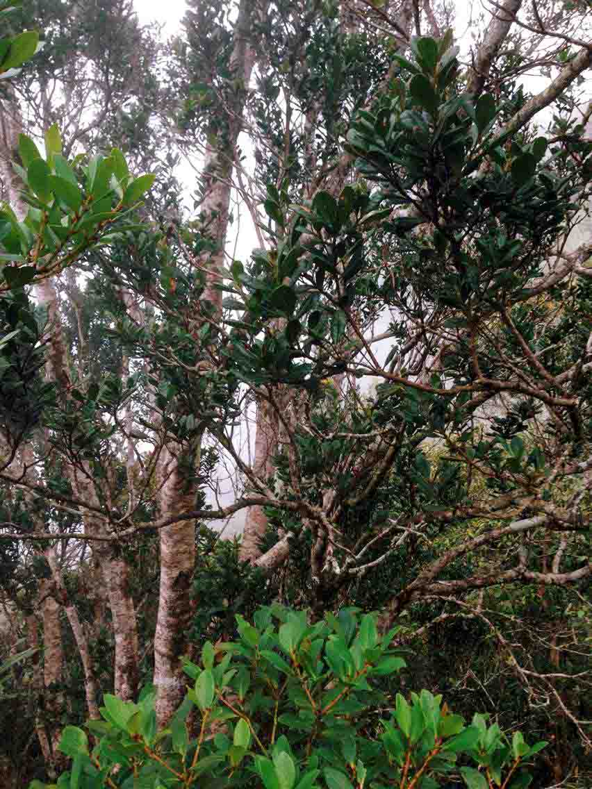 kinabalu-park