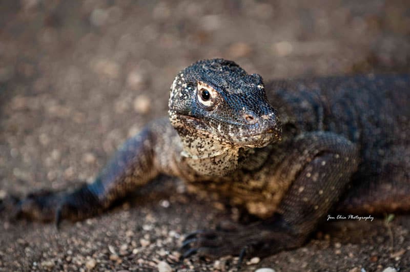 Komodo National Park, Indonesia