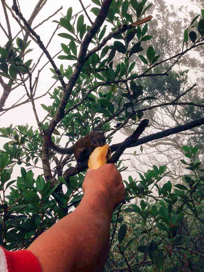 kinabalu-park-squirrel