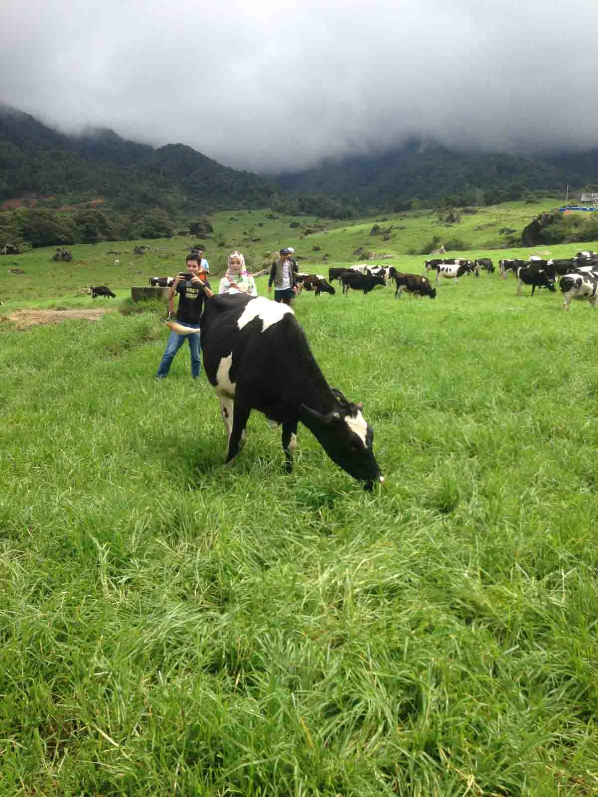 kundasang-farms