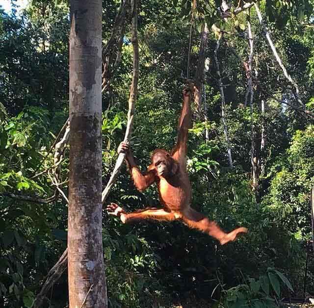 sepilok-orangutan