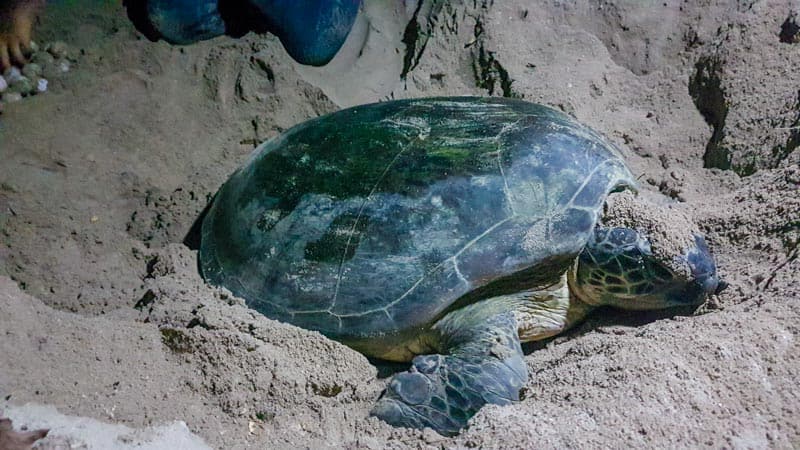 turtle-island