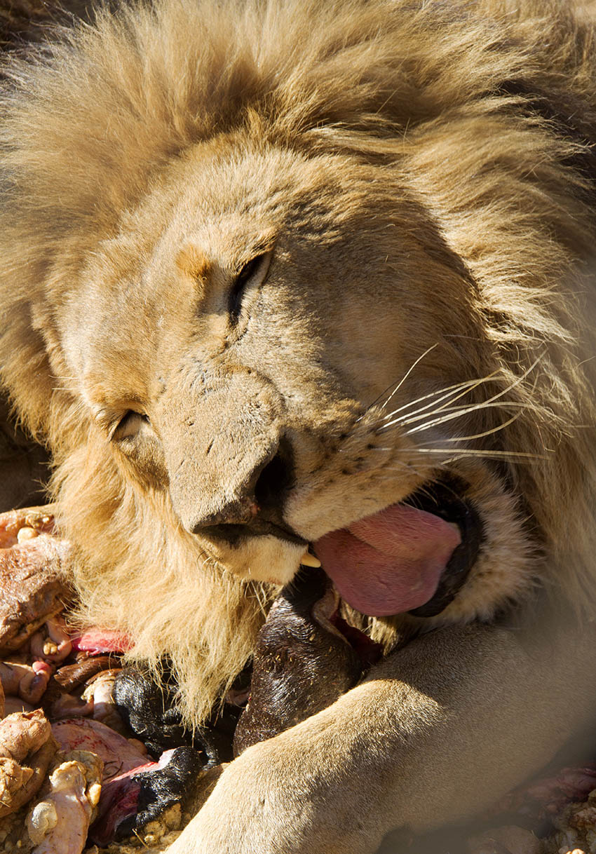 lions in zimbabwe wildlife parks