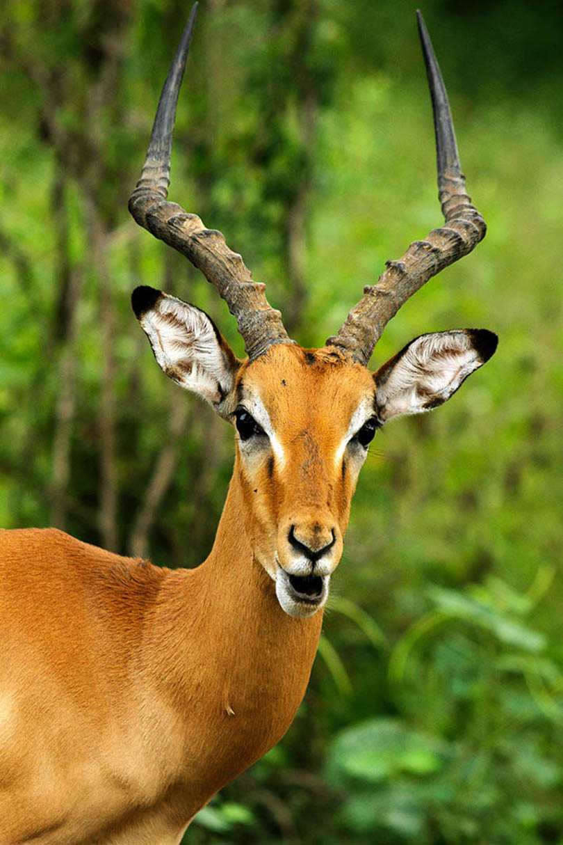 male Impala in South Luangwa National Park