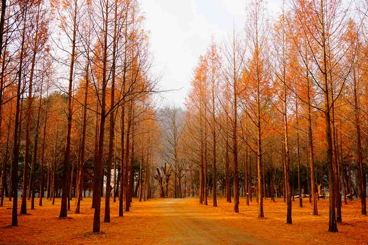 nami-island-autumn-in-korea