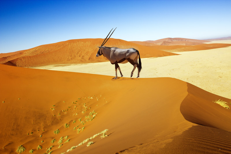 Oryx on Namibia Sand Dunes - Bucket List Ideas