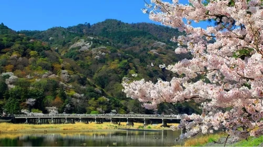 KREA - Search results for sakura bridge