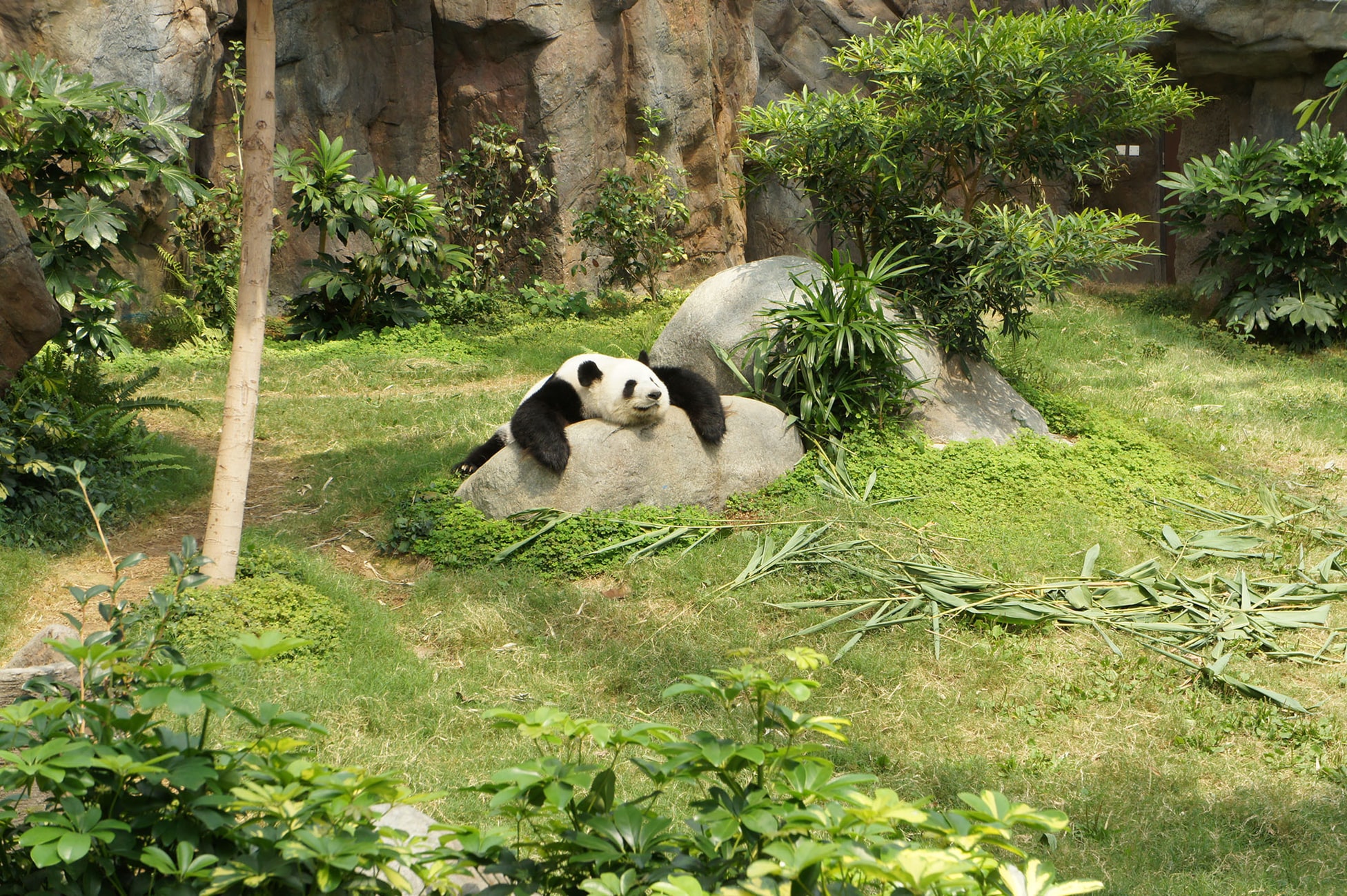 panda lying on rock in garden