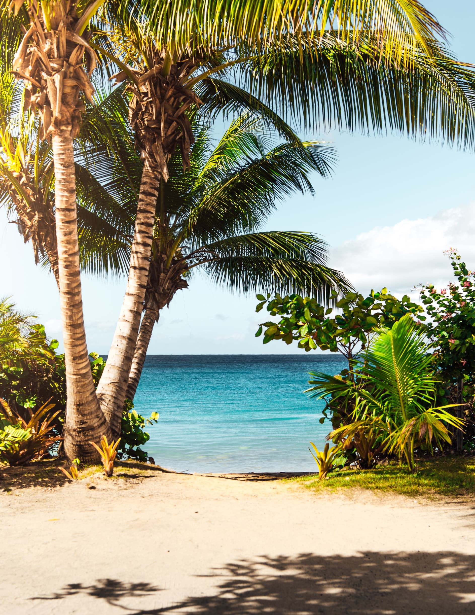 view of beach behind palm trees