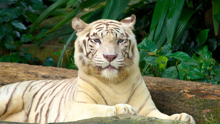 singapore-zoo-white-tiger