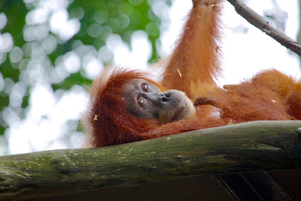 singapore-zoo