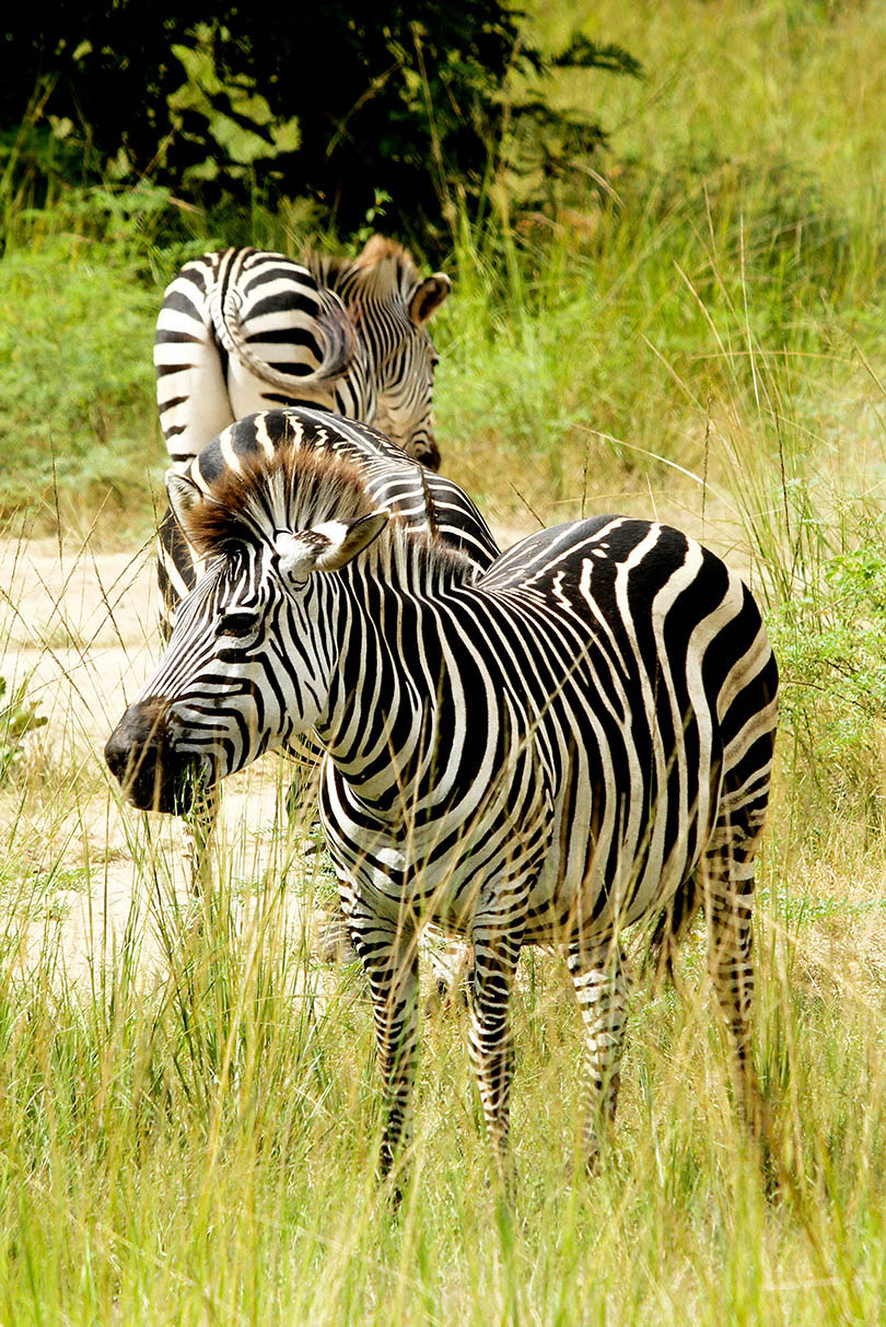 Zebra in South Luangwa National Park.
