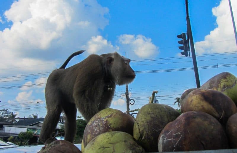 monkey in krabi