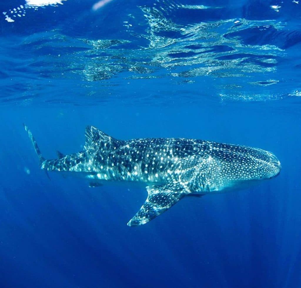 Ningaloo Reef