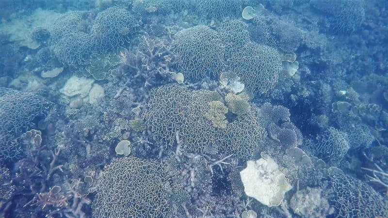 Pulau Sibu