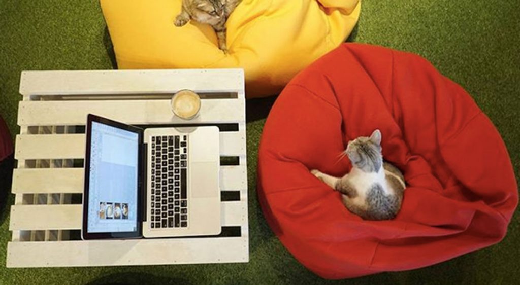 Purradise Cat Cafe, Kuala Lumpur