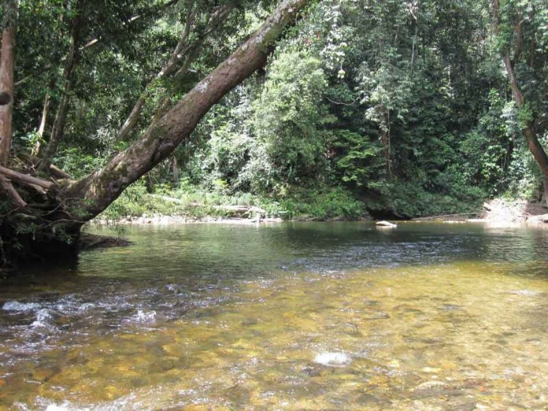 Hiking in Taman Negara