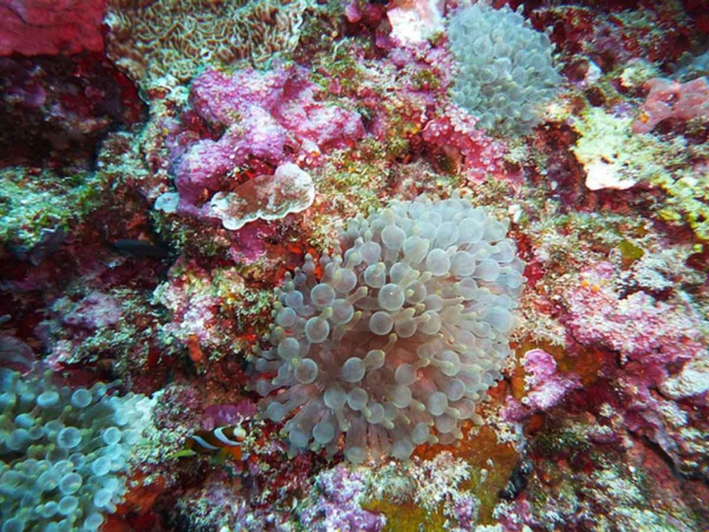 Tun Sakaran Marine Park