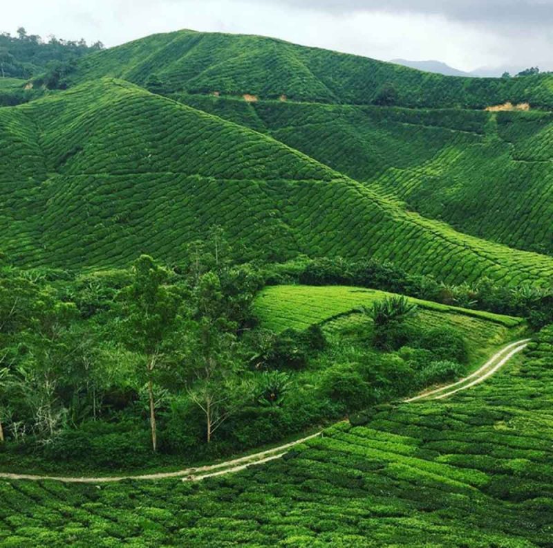 rolling hills of cameron highlands