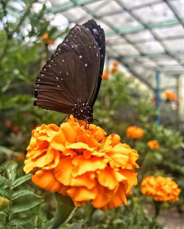 Cameron Highlands Butterfly Farm