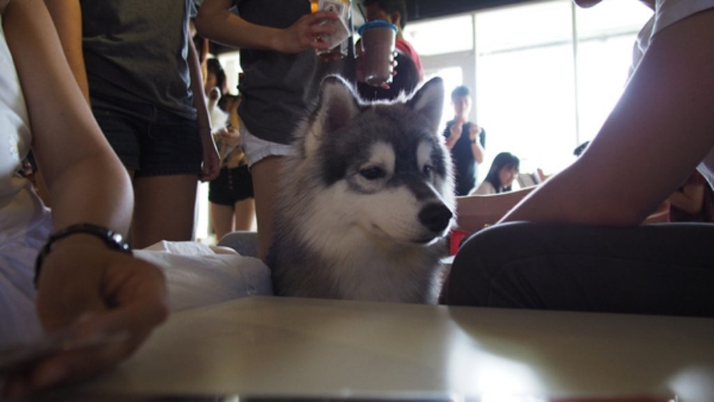 Huskitory