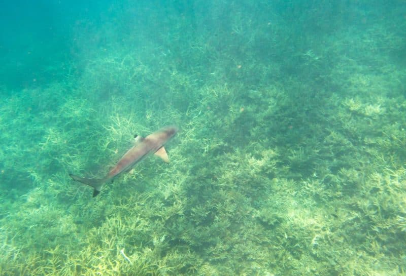 Perhentian Island