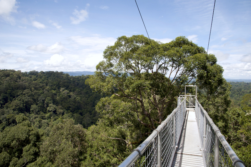 The treetop canopy walkway offers splendid views of the surrounding forest