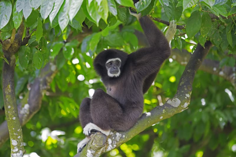 Gibbon monkeys can be found in the forest shade